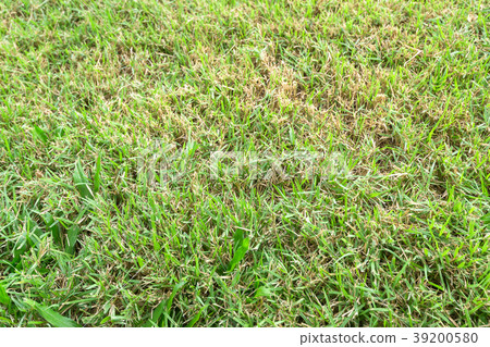 Green grass on ground outdoor textured background 39200580