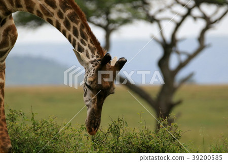 Serengeti National Park 39200585