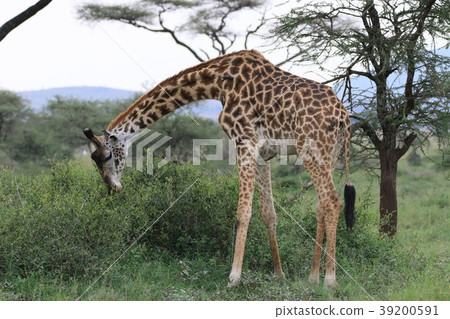 塞倫蓋蒂國家公園 塞倫蓋蒂國家公園 39200591