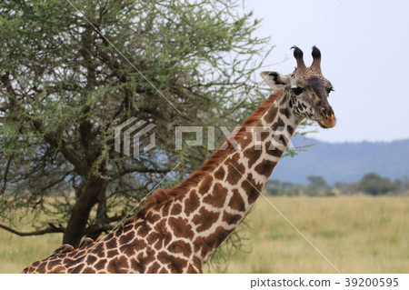 塞倫蓋蒂國家公園 39200595