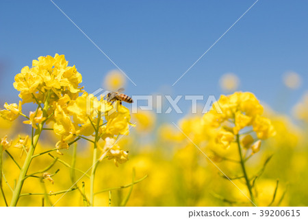 Rape flower and bee Rape flower and bee 39200615