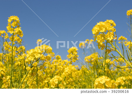 Rapeseed field Rapeseed field 39200616