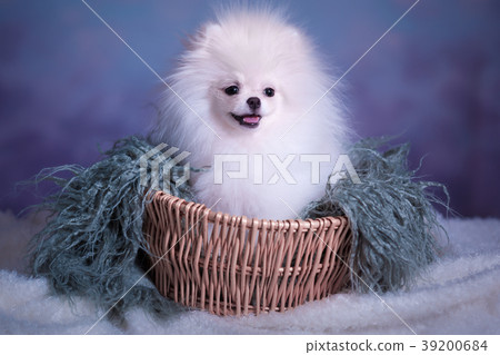 Cute White fluffy puppy 39200684