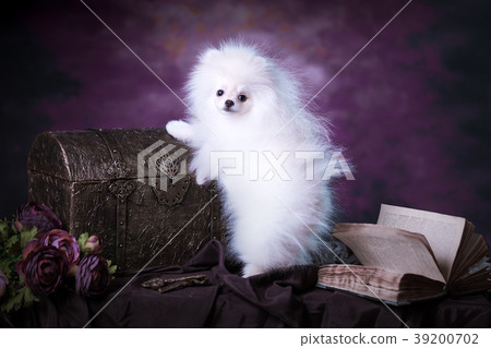 Cute White fluffy puppy 39200702