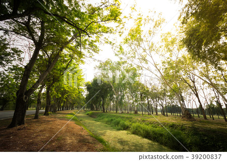 Sunlight Through Green Forest 39200837