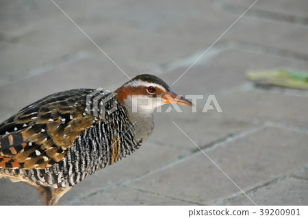 Green Island's Nanyoukuina 39200901