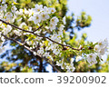 Cherry Blossoms	 39200902