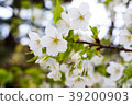 Cherry Blossoms	 39200903