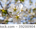 Cherry Blossoms	 39200904