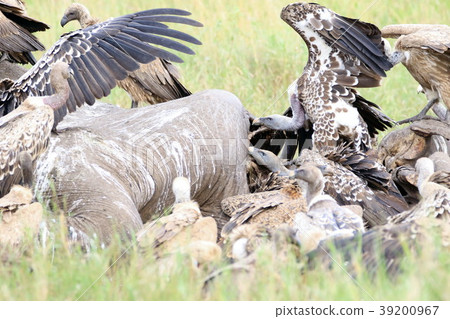 Serengeti National Park 39200967