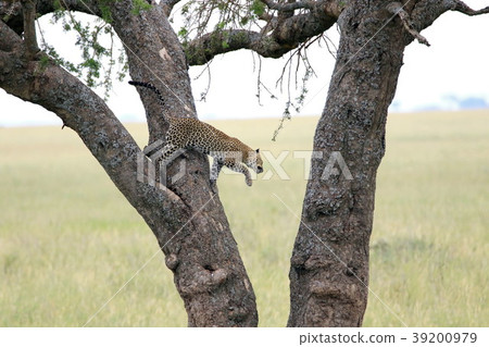 Serengeti National Park 39200979