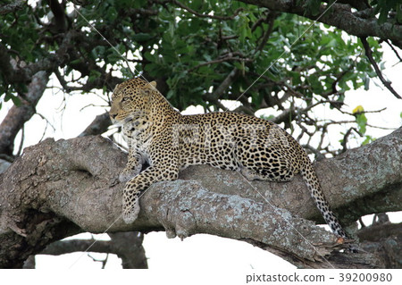 Serengeti National Park 39200980