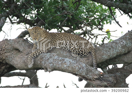 Serengeti National Park 39200982