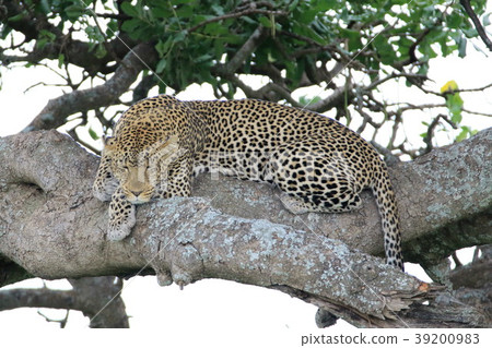 Serengeti National Park 39200983