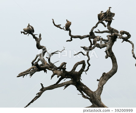 Serengeti National Park 39200999