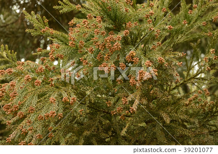 Japanese cedar and cedar Japanese cedar and cedar 39201077