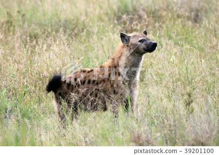 Serengeti National Park 39201100