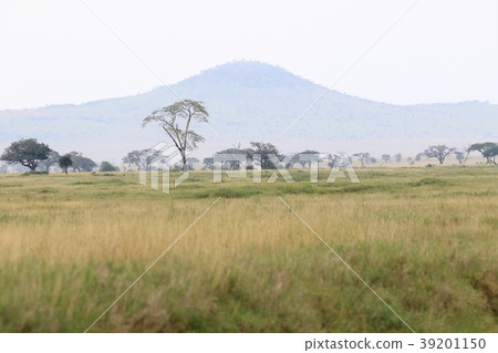 Serengeti's original landscape 39201150