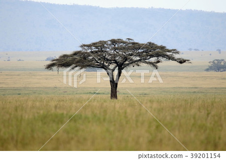 Serengeti's original landscape Serengeti's original landscape 39201154