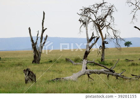 Serengeti's original landscape Serengeti's original landscape 39201155