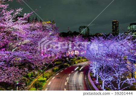 [Tokyo] Cherry blossoms at night 39201444