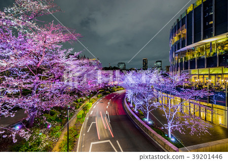 [Tokyo] Cherry blossoms at night 39201446