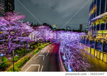 [Tokyo] Cherry blossoms at night 39201447