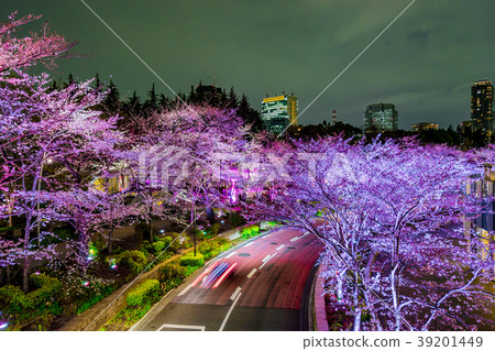 [Tokyo] Cherry blossoms at night 39201449