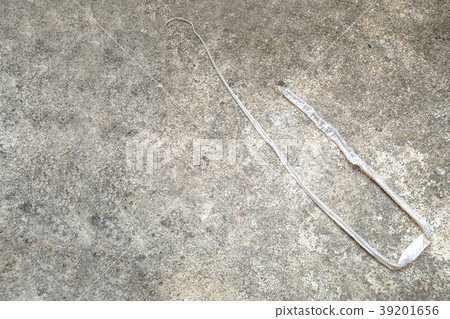 molt snake skin 39201656