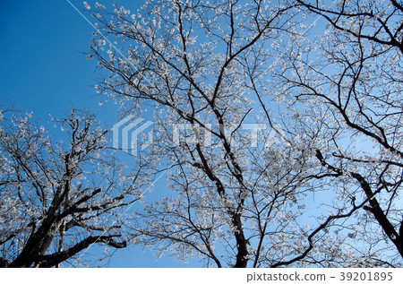 Mother Chika Oka Clear Cherry blossoms 39201895