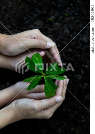 Hands child and mother holding young plants Hands child and mother holding young plants 39201902