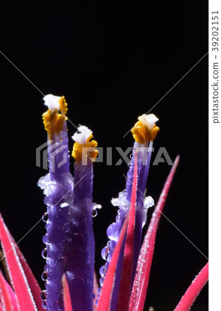 Cilanzia Ionanta洪都拉斯 39202151