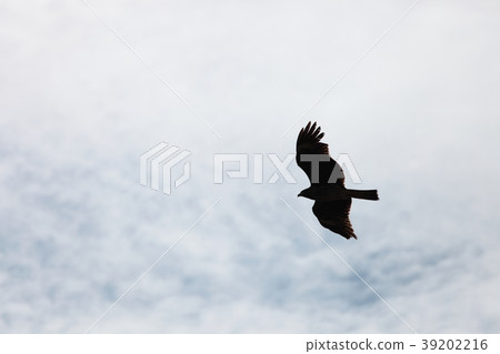 鳥兒飛翔在天空中 鳥兒飛翔在天空中 39202216