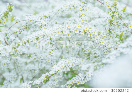 [東京]雪柳 39202242