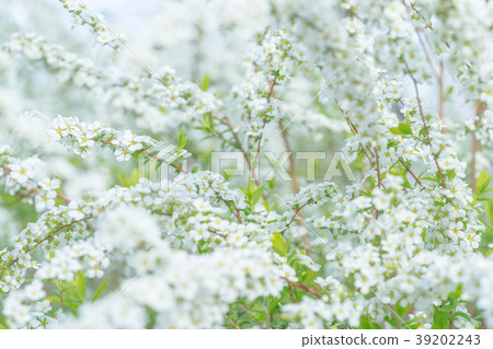 [東京]雪柳 39202243