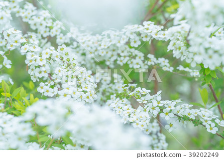 [Tokyo] Snow willow 39202249