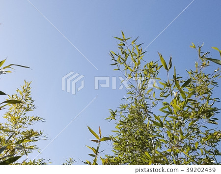 bamboo bamboo 39202439