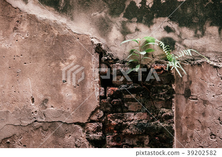 Small green plant growth from old rustic wall Small green plant growth from old rustic wall 39202582