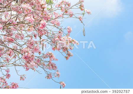 Tabebuia rosea trees or Pink trumpet blooming Tabebuia rosea trees or Pink trumpet blooming 39202787