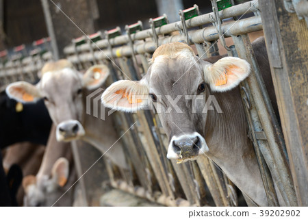 Cow eating Cow eating 39202902