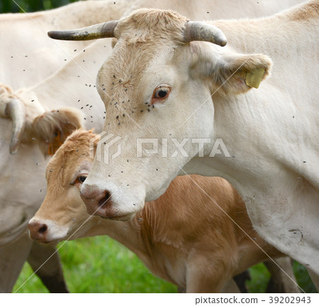 Herd of cows and veal in Pyrenees 39202943
