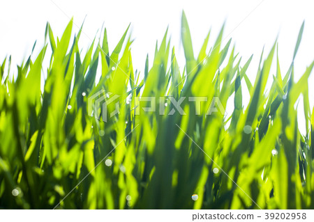 大麥幼葉 39202958