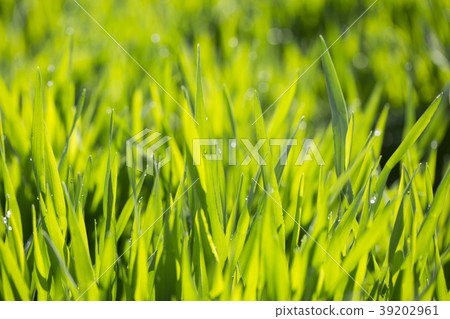 Barley young leaves 39202961