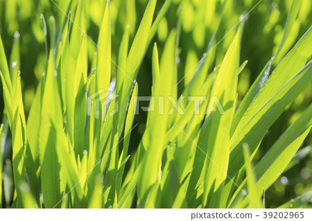 大麥幼葉 39202965