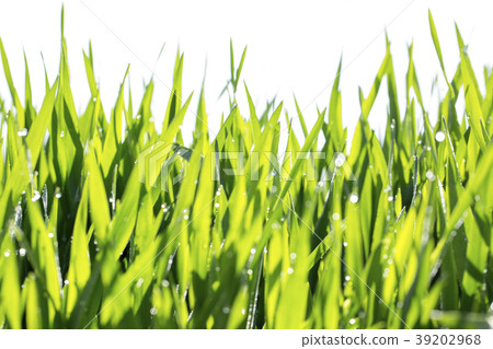 大麥幼葉 大麥幼葉 39202968
