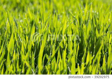 大麥幼葉 39202975