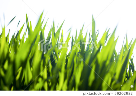 大麥幼葉 39202982