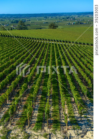 Saint-Emilion-Vineyard landscape-Vineyard south Saint-Emilion-Vineyard landscape-Vineyard south 39203003