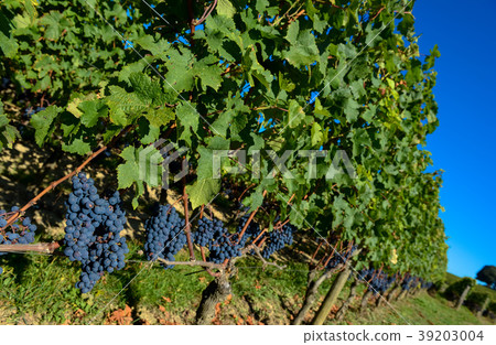 Grapes in Bordeaux Vineyard Grapes in Bordeaux Vineyard 39203004