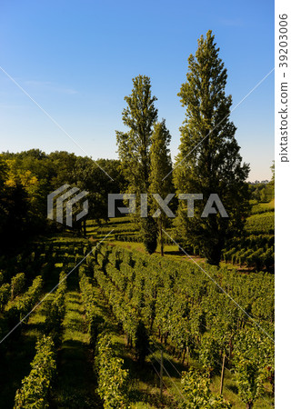 Saint-Emilion-Vineyard landscape-Vineyard south 39203006